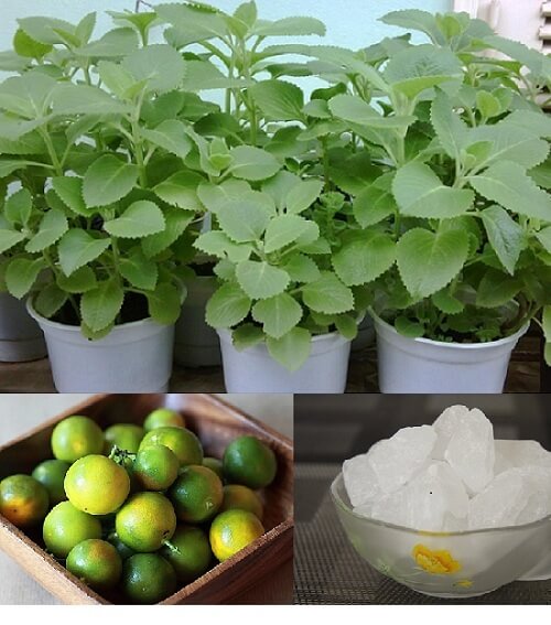 Chữa ho hiệu quả bằng húng chanh – Phương pháp tự nhiên và an toàn