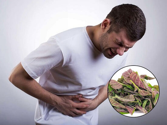 Lá mơ lông – Giải mã thành phần thảo dược tự nhiên giúp tăng cường sức khỏe