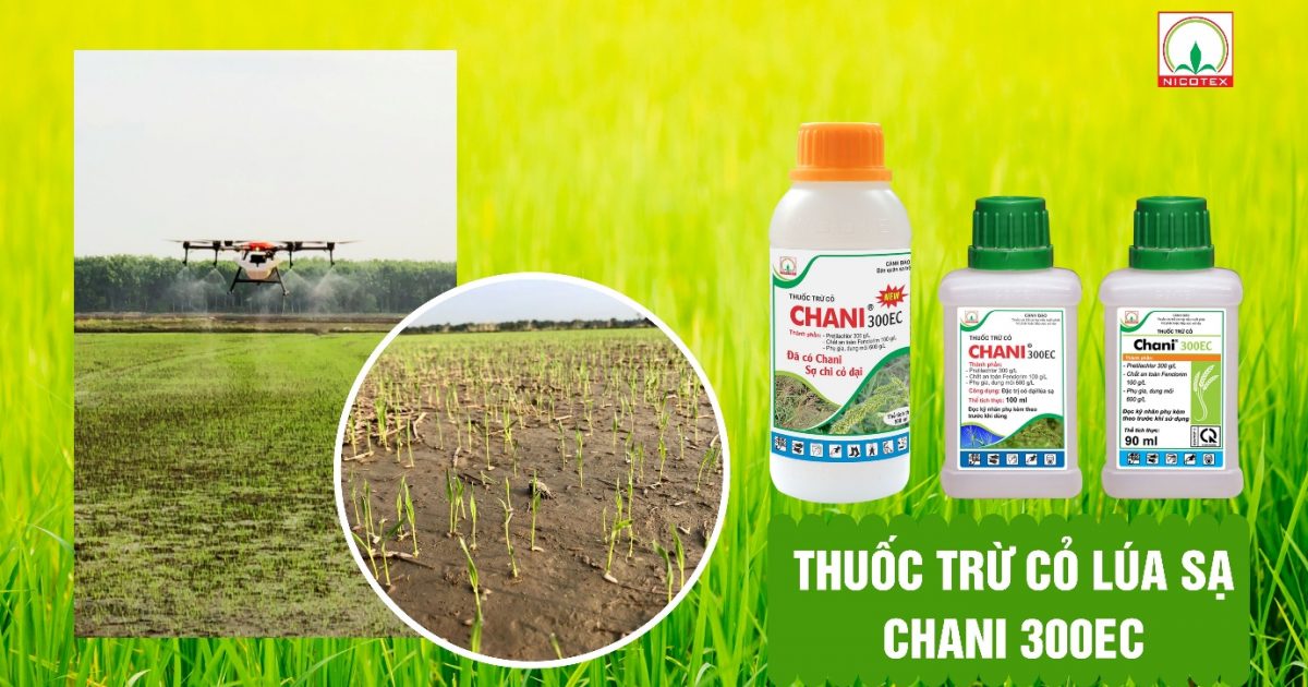 Cách sử dụng hiệu quả thuốc trừ cỏ Dual Gold trong việc kiểm soát cỏ dại