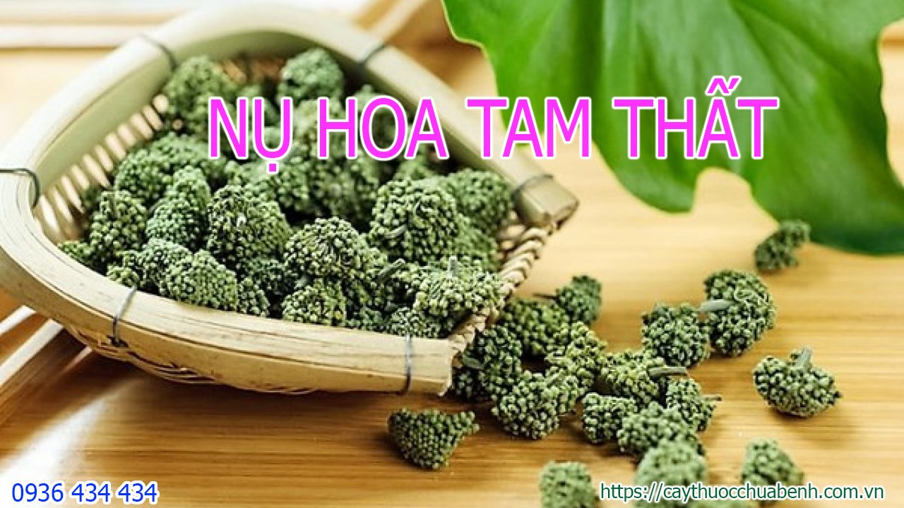 Tam thất và tác dụng điều trị sức khỏe: Hiểu rõ và tận dụng nguồn thảo dược thiên nhiên.