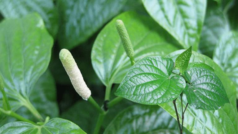 Mẹo dân gian chữa đau vai gáy hiệu quả và an toàn – Tuyệt chiêu đẩy lùi nỗi đau thường gặp