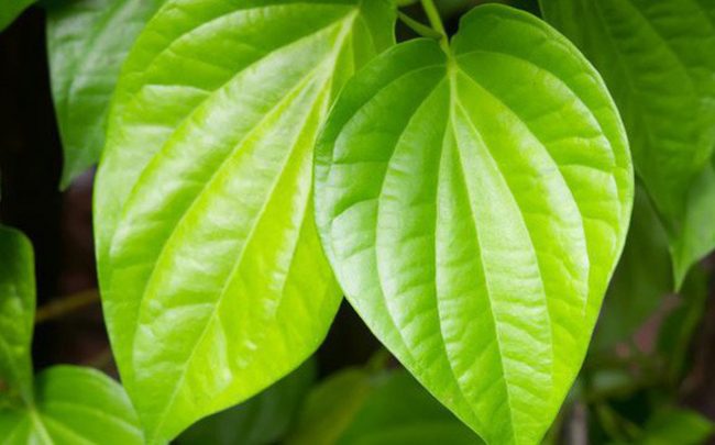 Tác dụng của lá trầu không trong việc hỗ trợ điều trị bệnh phụ khoa
