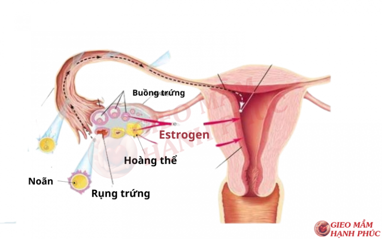 Tác dụng của estrogen: Hiểu rõ những lợi ích và tác động của hormone estrogen đến cơ thể
