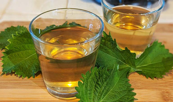 Uống nước lá tía tô – Tác dụng tuyệt vời cho sức khỏe và làm đẹp