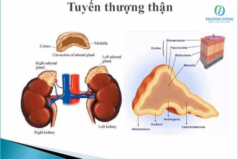 Suy tuyến thượng thận sống được bao lâu - Những thông tin quan trọng và giải đáp thắc mắc