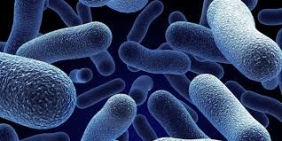 Bào tử lợi khuẩn Bacillus clausii được đánh giá an toàn và dung nạp tốt