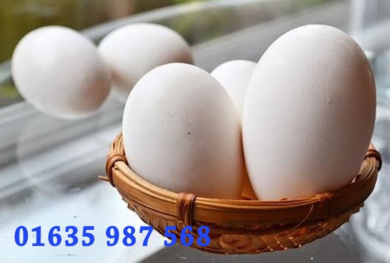 TOP 10 lợi ích của trứng ngỗng đối với bà bầu - Tư vấn dinh dưỡng chuyên nghiệp 2