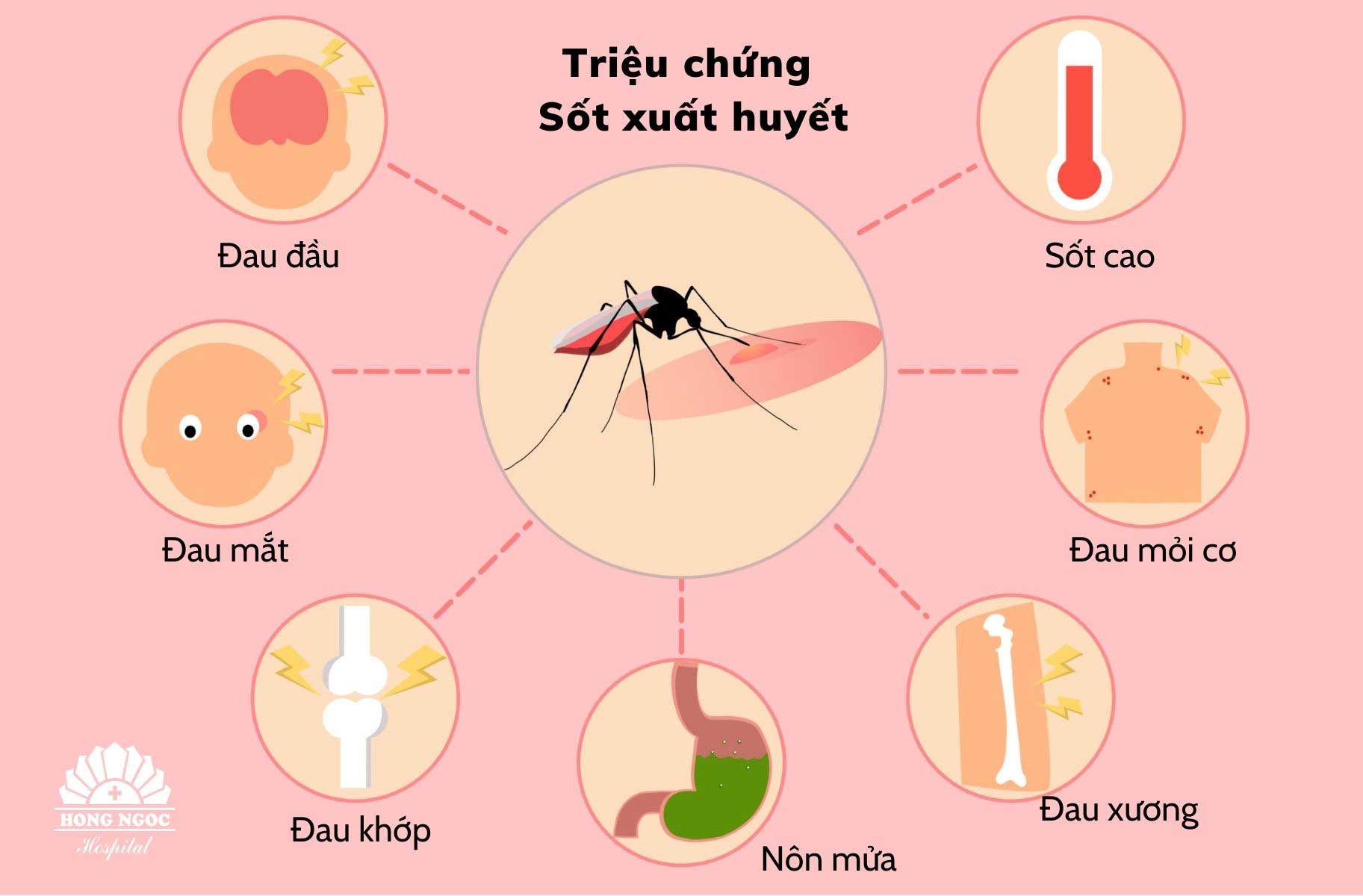 Thông tin, triệu chứng và điều trị sốt xuất huyết - Bệnh sốt xuất huyết