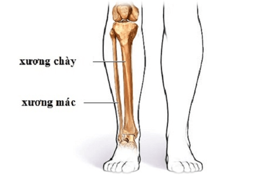 Phân tích chi tiết về xương mác – Tìm hiểu về tính chất, tác dụng và cách sử dụng